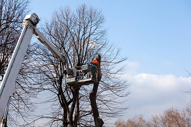 Best Firewood Processing and Delivery  in USA